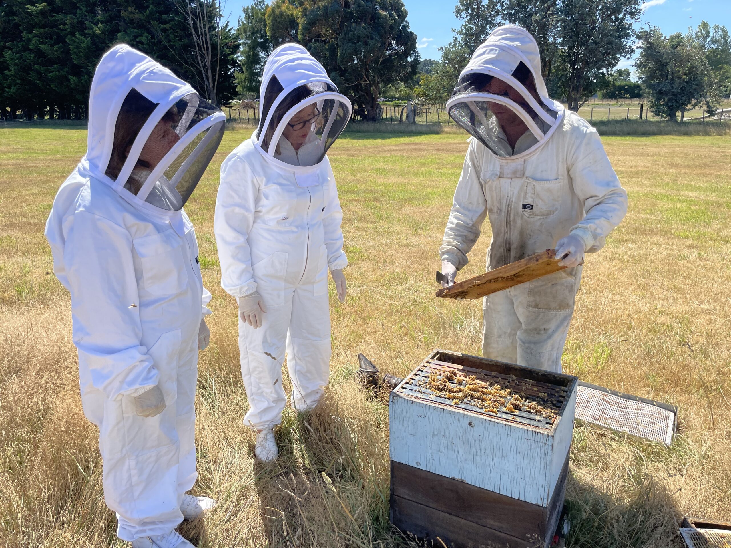 Bee hives at Greytown Honey