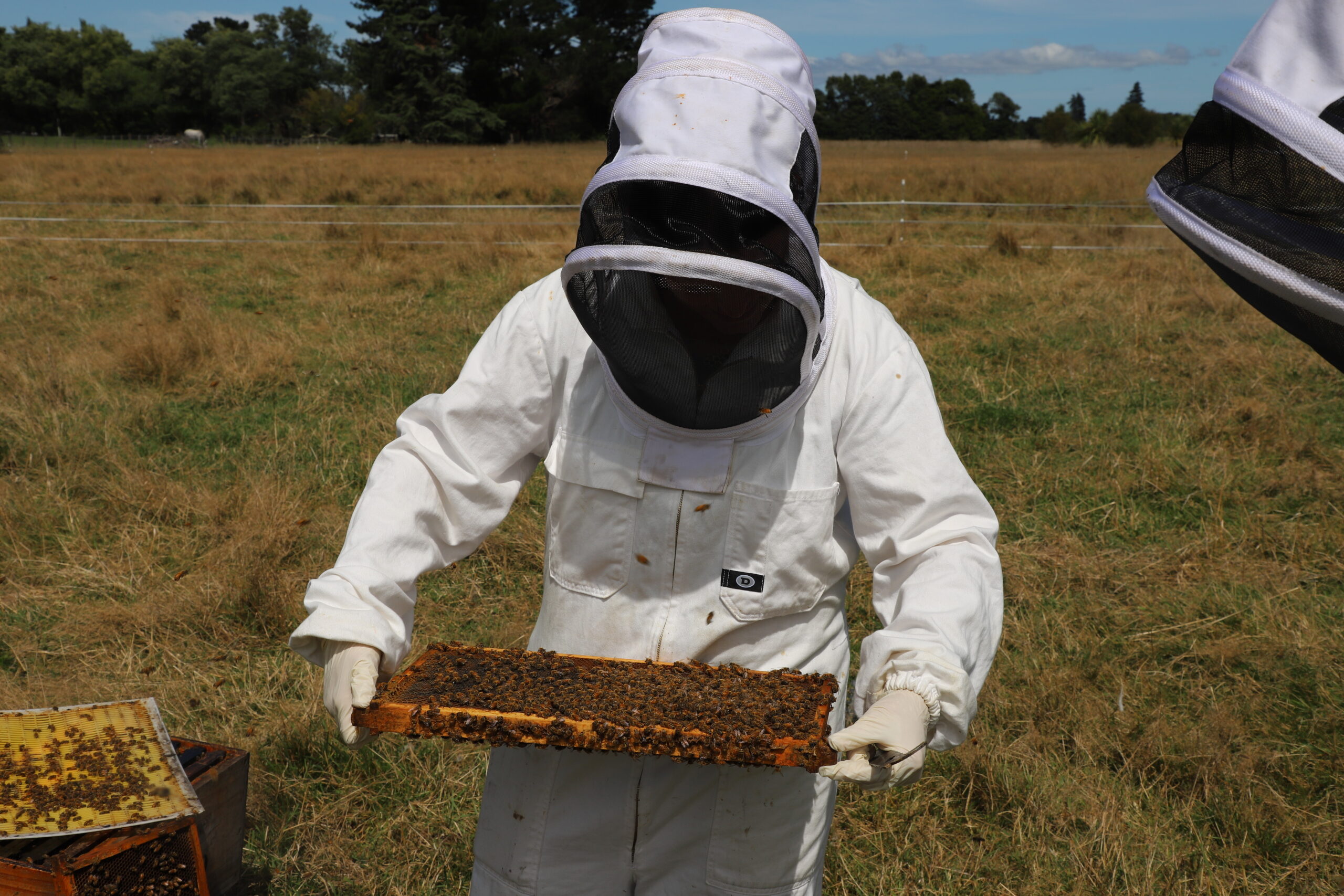Bee Excited – meet our Foodie tour partner Greytown Honey!